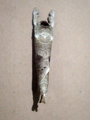 Clostera bramah