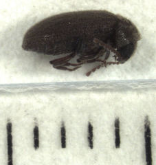 Xyletobius watti