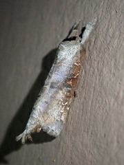 Clostera bramah