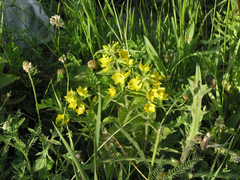 Lysimachia verticillaris