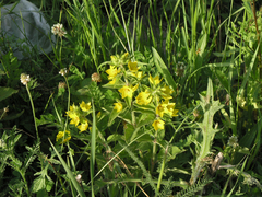 Lysimachia verticillaris