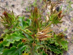 Berkheya carlinoides