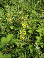 Lysimachia verticillaris