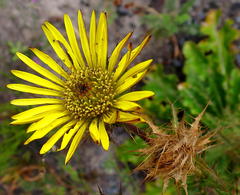 Berkheya carlinoides