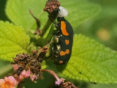 Clinteria klugi