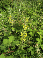 Lysimachia verticillaris