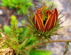 Berkheya carlinoides