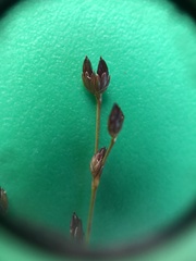 Juncus brachycephalus