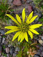 Berkheya carlinoides