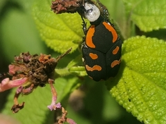 Clinteria klugi