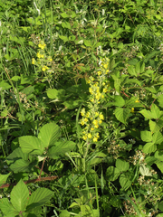Lysimachia verticillaris