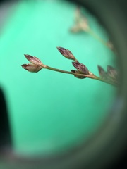 Juncus brachycephalus
