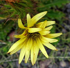 Berkheya carlinoides