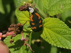 Clinteria klugi