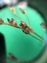 Juncus brachycephalus