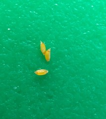 Juncus brachycephalus