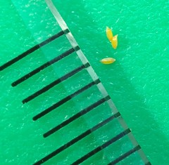 Juncus brachycephalus