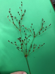 Juncus brachycephalus