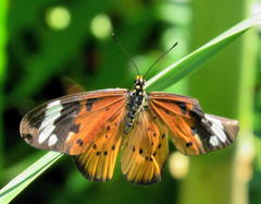 Acraea encedon encedon
