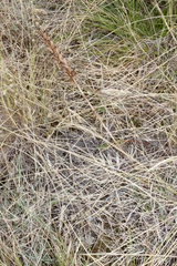 Anacamptis coriophora