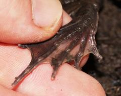 Poynton's River Frog photo 3