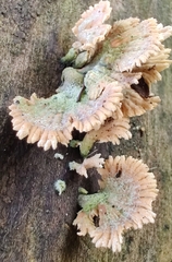 Schizophyllum commune