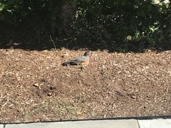 Turdus migratorius
