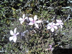 Pachypodium succulentum