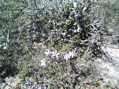 Pachypodium succulentum