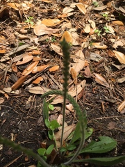 Plantago virginica