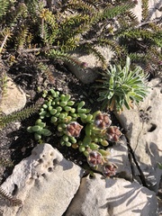 Trichodiadema occidentale