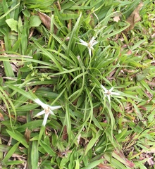 Rhynchospora nervosa