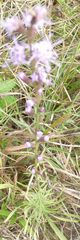 Liatris virgata