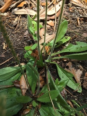 Plantago virginica