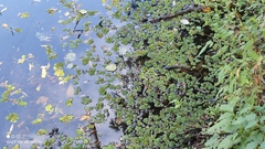 Salvinia natans