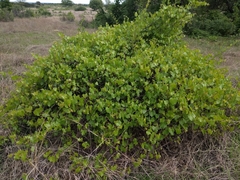 Vitis monticola