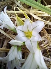 Allium triquetrum