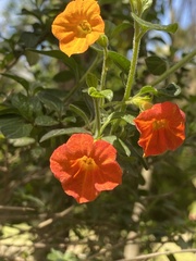 Streptosolen