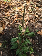 Plantago virginica