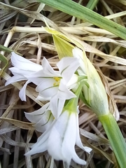 Allium triquetrum