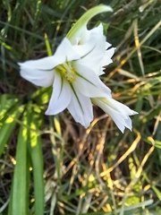Allium triquetrum