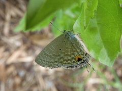 Catochrysops panormus exiguus