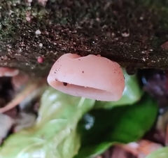 Auricularia auricula-judae