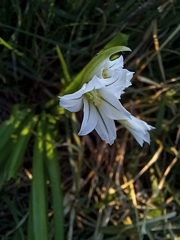 Allium triquetrum