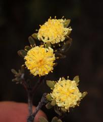 Leucadendron nitidum