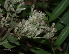 Eupatorium rotundifolium