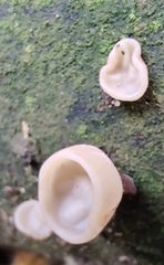Auricularia auricula-judae