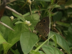 Ypthima tabella