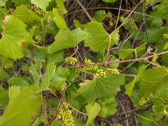 Vitis monticola