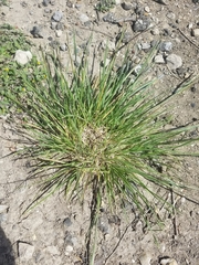 Nassella leucotricha